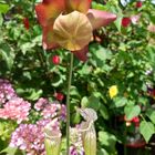 サラセニア  食虫植物の花がいつもの形...