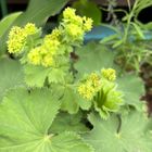 大きくなってきたアルケミラ・モリスの花芽