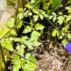 フウセンカズラ 種蒔きっ子の定植から2...