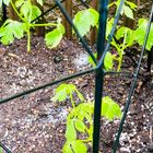 フウセンカズラ 花壇へ植え付け完了‼︎  ...