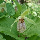 クマガイソウ ちょっと変わったお花です...