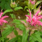 昨年の秋に植え付けた花が開花しました...