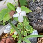 山野草の花、アッツサクラかな？