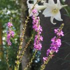 🏡今週のあれこれ・・🌺🌳 ユリとミソハギ✨