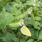 青じその花とキチョウ