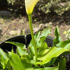 緑の葉が茂る中、すっと伸びた1輪の花茎...