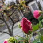 今日飾った芙蓉の花の昨日の様子です