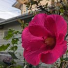 今日の芙蓉は一輪です