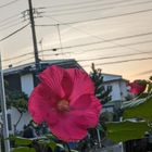 今日の芙蓉は一輪です