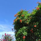 ノウゼンカズラと百日紅と夏の終わりが...