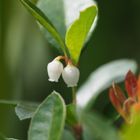 ツツジの仲間なので、こんな花！高山植...