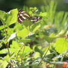 📖タテハチョウ科、コミスジ  翅（ハネ）...