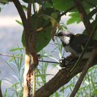 捕まえた、、シジュウカラさん🐦  鳴いて...