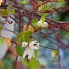 ワイヤープランツ  花がず〜っと咲いてます