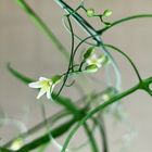 アデニア・キルキーの花です