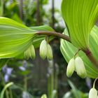 アマドコロ  つい先日、芽が出たなあと...