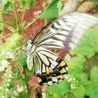 シソの花にアゲハ蝶🦋 吸蜜中☺️