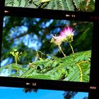 マメ科落葉高木『ネムノキ』 花が満開の...