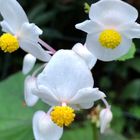 秋海棠 白花 雨の降る以前に撮ったもの...