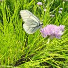 チャイブの花が咲きました。 エゾシロチ...