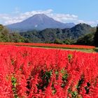 花回廊 風景  伯耆富士と云われている大...