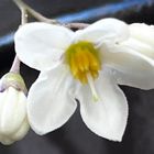 斑入ツルハナナス  #Solanum jasminoides