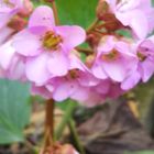 ユキノシタ 毎年咲いてます、ピンクの花...