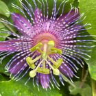 植物園の花 トケイソウ🩷💜 あまりの美し...