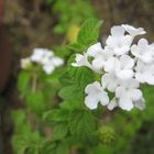 白いサンタンカ  矮性種で花色は変わり...