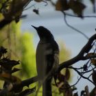 🏡今週のお庭から・・🍂 可愛いお客様🐥 こ...