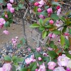 ４月３日 花海棠