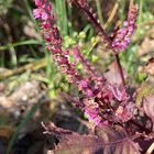 赤ジソのお花。 お花もピンク色なのです...