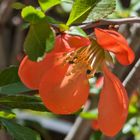 クサボケの花 朱色の花が目立ちます。 ...