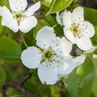 ヤマナシの花 清楚な白い花です。