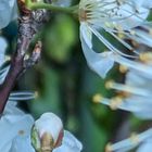 プラムの花 こちらは黄色の実のトパーズ...