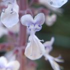 プレクトランサスの花 あまりの可愛さに...