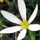 ゼフィランサス  #Zephyranthes candida