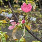 公園に行ってきました。  カリンの花が...