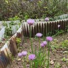 公園でチャイブの花がひらき開き出しました