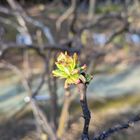 公園でカリンの蕾ですが、緩んできています