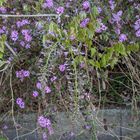 散歩道です、高速道路の法面に藤の花と...