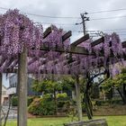 私が散歩に行く公園とは違う公園です。 ...