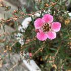 ギョリュウバイのお花が咲きました。 始...