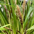 カレックスの花穂がたくさん出てきまし...