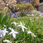 spring starflower