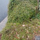 うっかりワイヤープランツを植えると大...