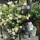 ステラ、カンパニュラ寄せ植え