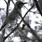 🏡樹々と野鳥たち🐥🌳 ヒヨドリさん🐥