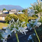 白色のアガパンサス  今朝は Mt.ウエリ...