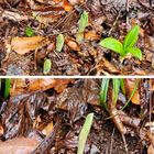 冷たい雨で沢山出て来たラン科『クマガ...